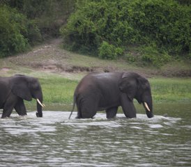 12 Day Gorilla, Chimpanzee, and Wildlife Safari in Uganda - Photo 5