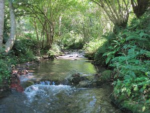4 Day Tao Yoga, Qigong and Meditation Retreat with Forest Walking Option in Ariège, France