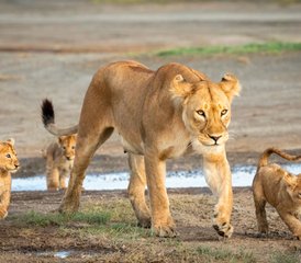 9 Tage private Safari in Tansania: Tarangire, Ngorongoro und Serengeti mit Badeurlaub auf Sansibar - Photo 2