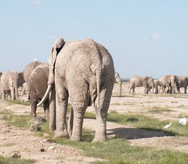 23-Daagse Olifanten- & Kilimanjaro-Avontuursafari in Kenia - Photo 1