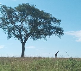 9 Tage Nashörner, Gorillas, Wildtiere und Schimpansen Safari in Uganda, Uganda - Photo 3