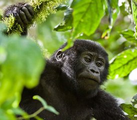2-Daagse Gorilla-Trekking Safari van Rwanda naar Nationaal Park Bwindi, Oeganda - Photo 4