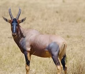 3 Day Tanzania Safari From Zanzibar: Explore Tarangire, Lake Manyara, and Ngorongoro Crater - Photo 2