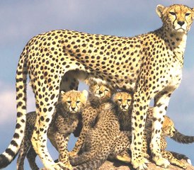 5-Daagse Privésafari met Budget naar Masai Mara en Lake Nakuru in Kenia - Photo 4