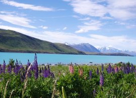 Lake Tekapo Retreats und Reisen