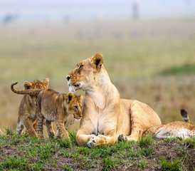 5-Daagse Kenia Safari Van Wildernis Naar De Meren - Photo 5