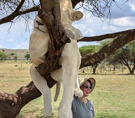 3 Tage private Mittelklasse-Safari in den Serengeti-Nationalpark und zum Ngorongoro-Krater in Tansania - Photo 4