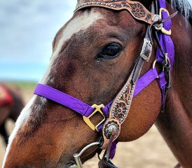 3 jours aventures à cheval dans un véritable ranch bovin du Wyoming à Thermopolis, USA - Photo 4
