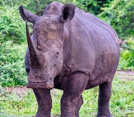 6 días de safari en Tanzania y Kenia en Serengeti, el cráter de Ngorongoro y Amboseli - Photo 2