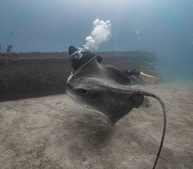 16 Day Open Water Diving Camp with PADI Certification in Best Diving Town in Tenerife, Spain - Photo 1
