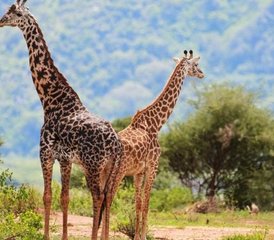 85-Daagse Zanzibar naar Serengeti Privé Safari Migratie en Ngorongoro Wonderen in Tanzania - Photo 1