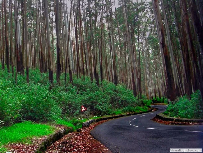 10 Day "The Planters Punch" Guided Loop Motorcycle Tour in Kerala, Tamil Nadu, and Karnataka photo 7