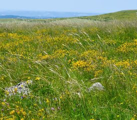 4 Jours Retraite Kundalini Yoga, Ayurveda et Reconnexion à la Nature en Aubrac - Photo 4