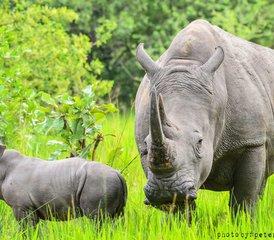 7-Daagse Vogelobservatie en Big Five Safari in Oeganda: Zziwa Rhino Sanctuary, Royal Mile en Murchison Falls - Photo 4