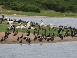 6 Tage Trekking- und Wildtiersafari in Uganda