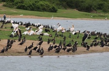 6 Tage Trekking- und Wildtiersafari in Uganda
