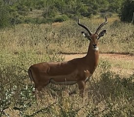 8 Tage Klassische Safari in Mikumi, Ruaha und Selous mit Bootssafari in Süd-Tansania - Photo 5