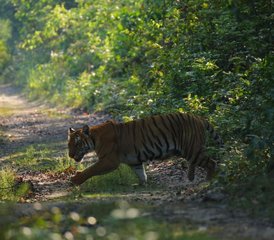 7 jours en stage de découverte de la faune sauvage au parc national de Bardia, Népal - Photo 3