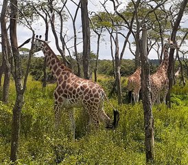 9 Tage Uganda Primaten Tracking und Wildlife Safari in den besten Nationalparks des Landes - Photo 3