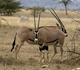 8 Day Lake Manyara, Ngorongoro, and Serengeti Classic Safari in Tanzania - Photo 4