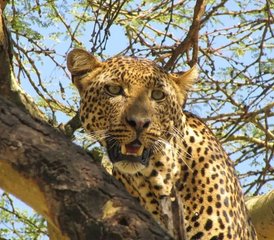 3 Day Masai Mara Safari: Experience Africa's Wild Beauty in Kenya - Photo 5