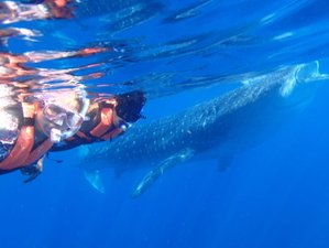 7 Day Pilates, Yoga, and Functional Training Retreat with Whale Shark Snorkeling Tour in Mexico