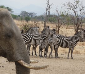 3 jours en stage de safari dans le parc national de Mikumi, Tanzanie - Photo 3