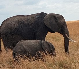 4 Day All-Inclusive Lake Nakuru and Masai Mara Private Safari in Kenya - Photo 4