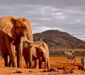 2-Daagse Safari in Tsavo East en Tsavo West Nationale Parken in Kenia - Photo 4