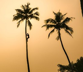 34 Tage 300-Stunden Hatha- und Vinyasa-Yogalehrer Ausbildung in Kerala, Indien - Photo 3