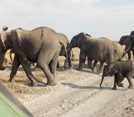 5 jours en stage de safari à petit budget au Kenya - Photo 2