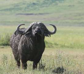 5 jours safari en groupe partagé en Tanzanie au Serengeti, à Tarangire et au cratère du Ngorongoro, Tanzanie - Photo 3