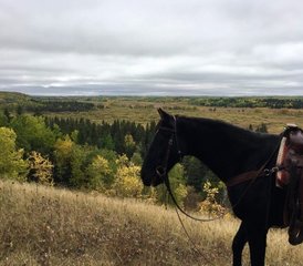 2 Day Greenhorn Package: Beginners Horse Riding Getaway in Rossburn, Manitoba, Canada - Photo 4