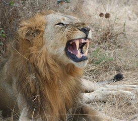 7 jours safari guidé au parc national de Ruaha, réserve de Selous et parc national de Mikumi, Tanzanie - Photo 3