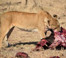 9-Daagse Privésafari in Tanzania: De Grote Gnoe-migratie - Kalfseizoen in Lake Ndutu - Photo 4