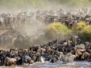 8 jours de safari Majesté de la migration à Amboseli, Nakuru et Masai Mara, Kenya