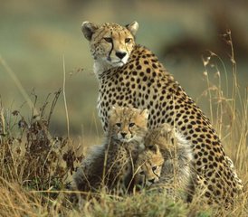 6 días de safari en Kenia en Amboseli, el Parque Nacional de Hell's Gate y Masái Mara - Photo 2