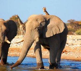 18 jours safari d’aventure en Namibie, au Botswana et au Zimbabwe, Afrique australe - Photo 4