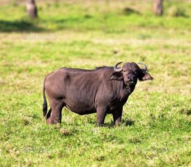 10 Tage Private Busch- und Sansibar-Strand-Safari in Tansania - Photo 2
