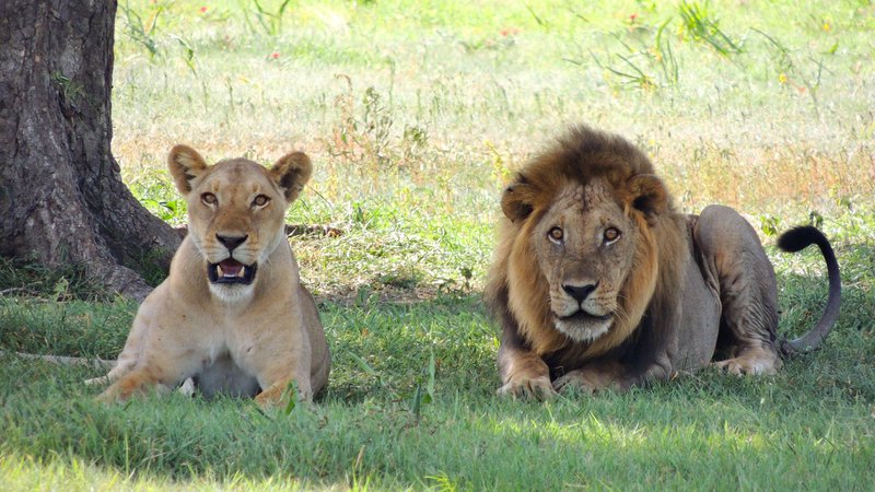 3 Days Thrilling Masai Mara Safari in Kenya