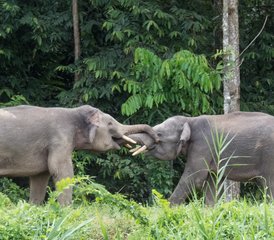 3 jours en stage de safari des secrets de la rivière du cœur sauvage de Bornéo à Sandakan, Malaisie - Photo 2