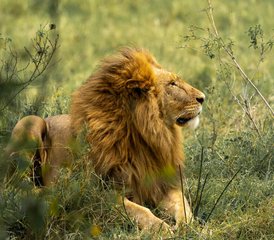 2 jours safari aventure en Tanzanie au parc national de Tarangire et au cratère du Ngorongoro - Photo 2