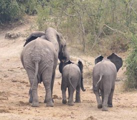 10 Tage Uganda Wild Safari Urlaub - Photo 5