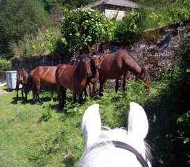 8 Day Adventurous Wild Horse Riding Tour in Alto Minho, Northern Portugal - Photo 4