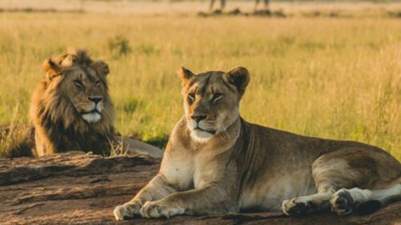 9 Day Magical Kenya and Tanzania Safari