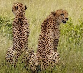 24 Day Awesome Kruger National Park Safari Including Panorama Route in South Africa - Photo 1