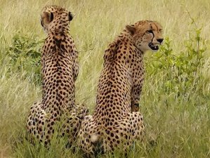 4 Day Awesome Kruger National Park Safari Including Panorama Route in South Africa