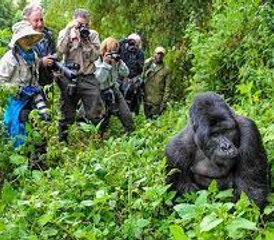 23 días de safari fascinante con gorilas en el Parque Nacional Impenetrable de Bwindi - Photo 1