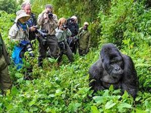 3 Day Fascinating Gorilla Safari in Bwindi Impenetrable National Park