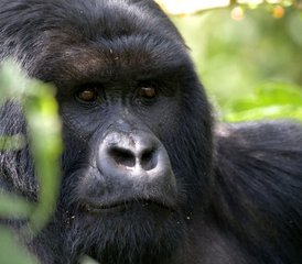 53 Tage Gorilla Trek und Kulturreise in Kigali, Uganda - Photo 1